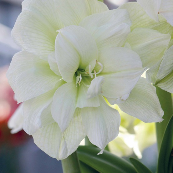 Amaryllis white nymph - le sachet de 1 bulbe / circonférence 26cm+
