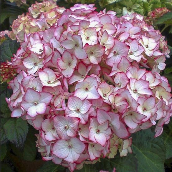Hortensia 'miraï' pot de 3l/4l