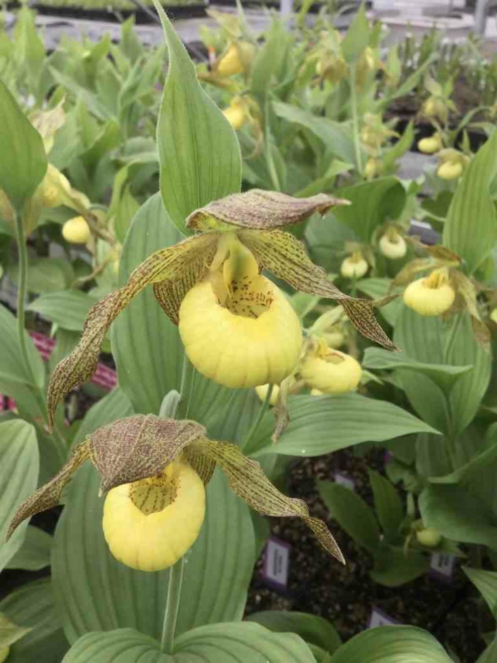 Cypripedium 