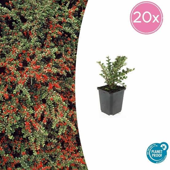 Cotonéaster horizontal x20 – entre 1,25 et 1,67m2