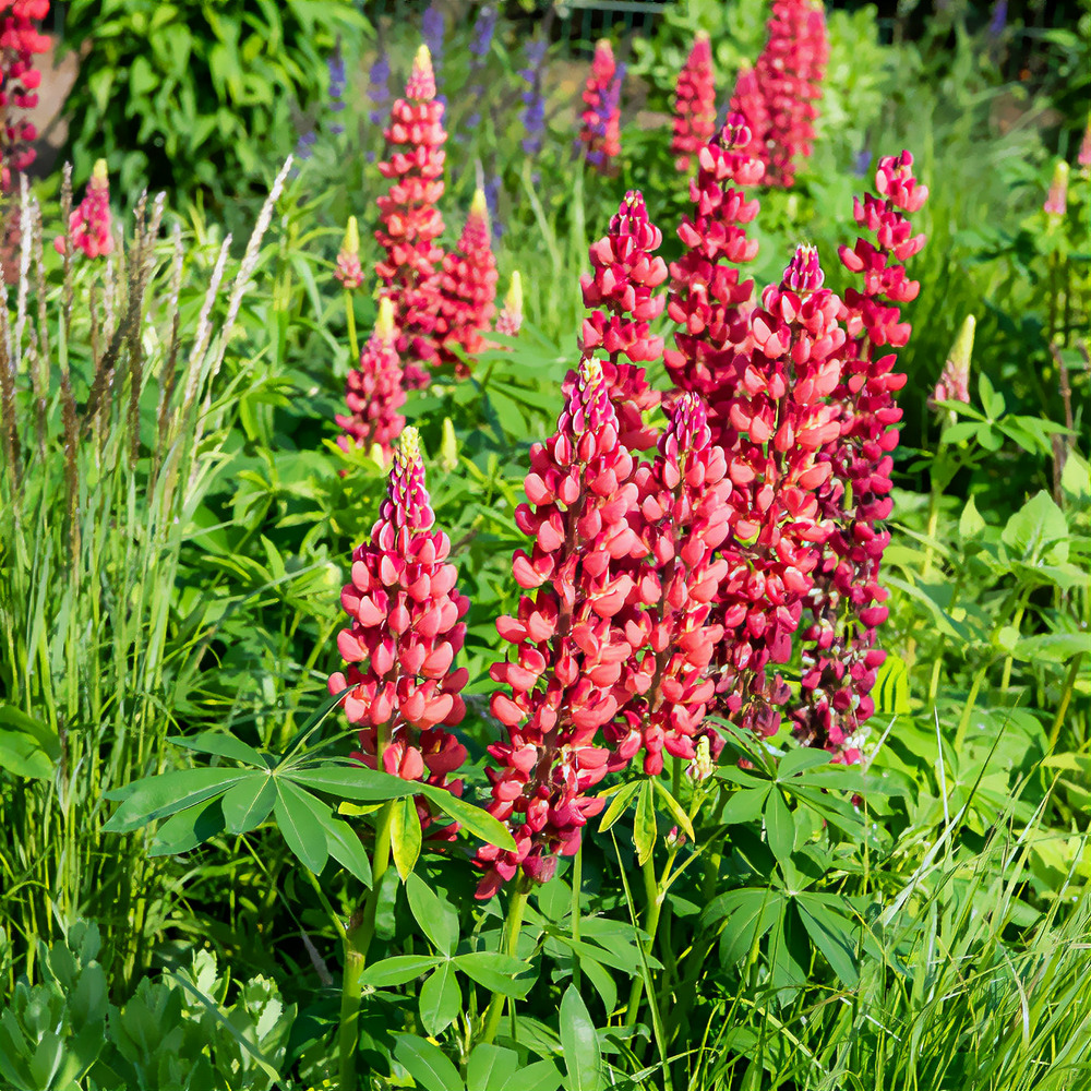 Lupin my castle - le pot / ø 9cm