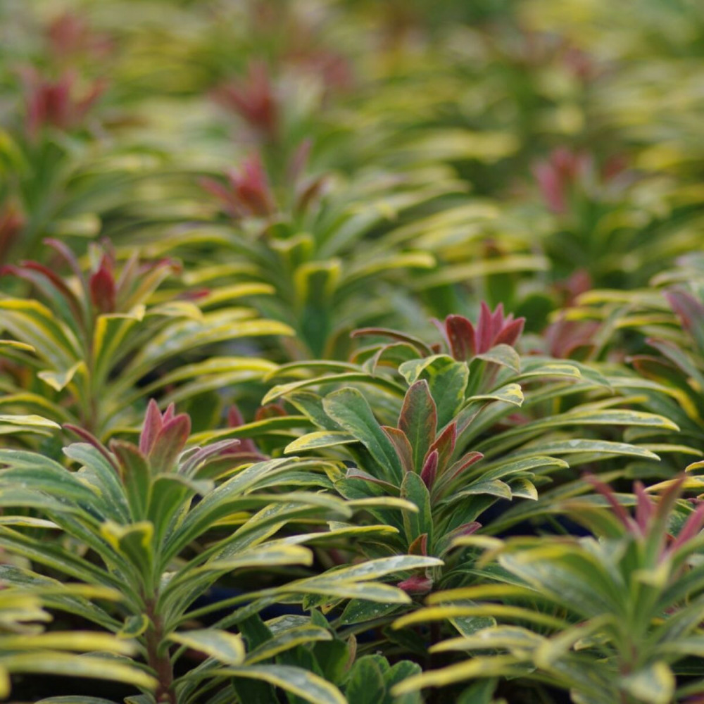 Euphorbe de martin ascot rainbow pot de 3l - 40/60 cm