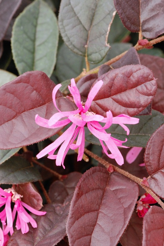 Loropetalum 'fire dance' - en pot de 5 litres