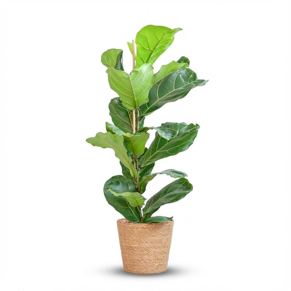 Ficus lyrata - pot de 21cm - hauteur 75 - 85cm - plantes d'intérieur