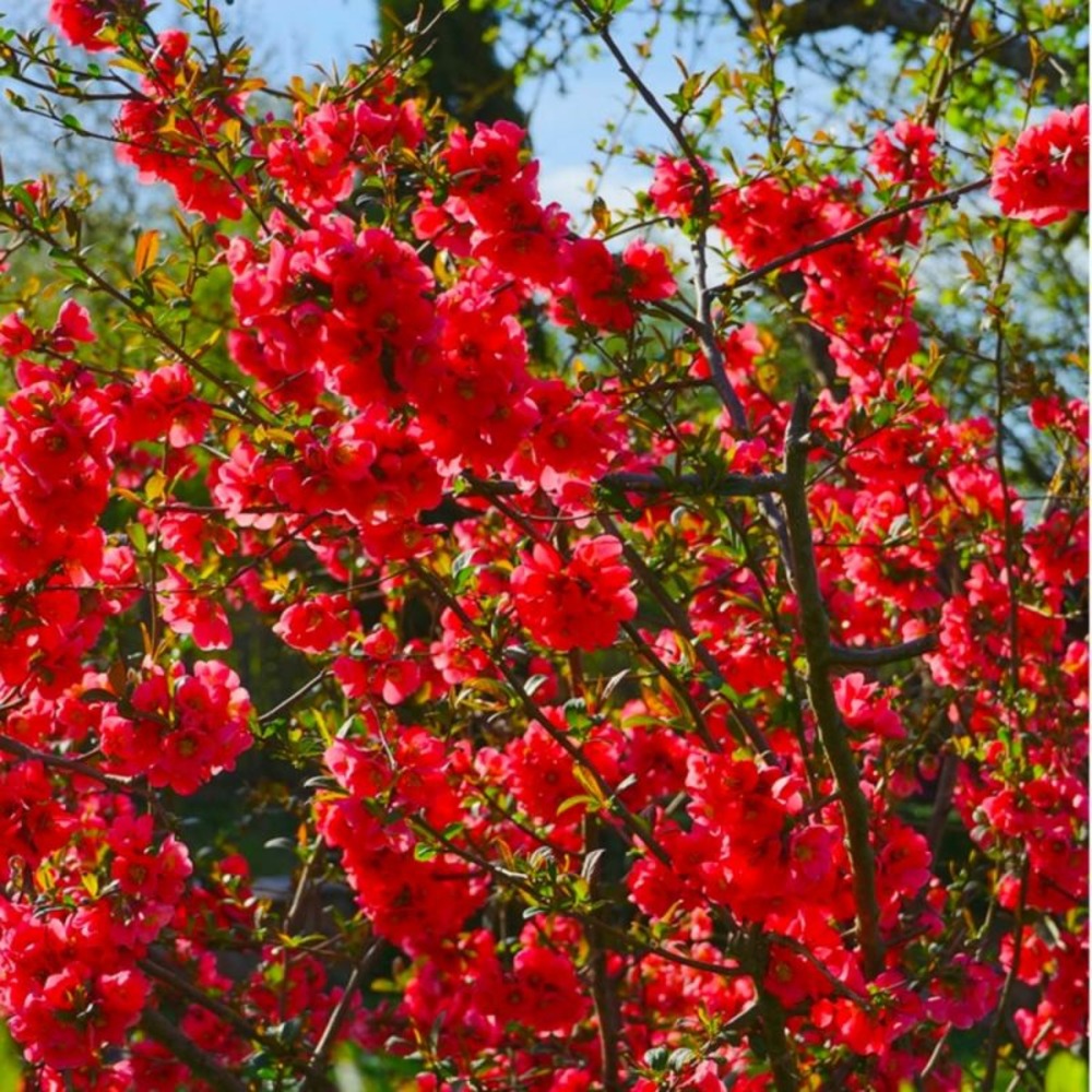 Cognassier du Japon (Chaenomeles Japonica)