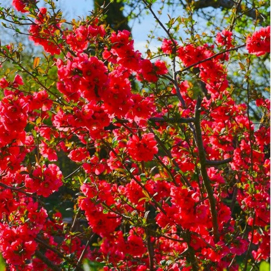 Cognassier du Japon (Chaenomeles Japonica)