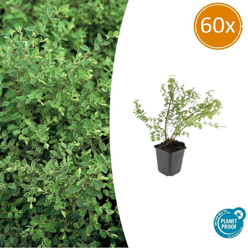 Symphorine de chenault 'hancock' x60 – entre 3,75 et 5m2