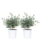 2x eucalyptus gunnii - gommier - arbuste - persistant – ⌀14 cm - ↕25-35 cm