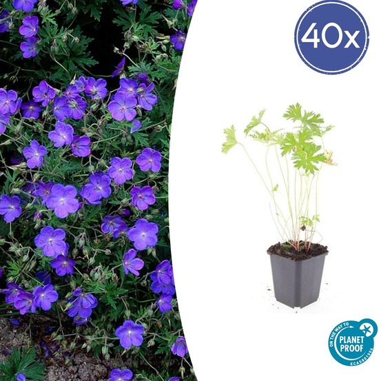 Géranium vivace 'johnson's blue' x40 – entre 2,5 et 3,33m2