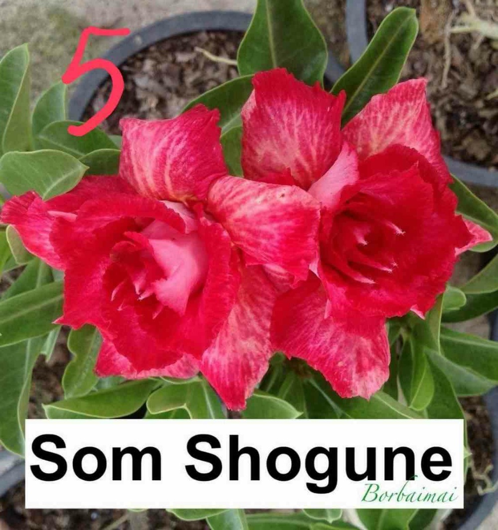 Adenium obesum cv.som shogune caudex d'environ 300g 20/25cm