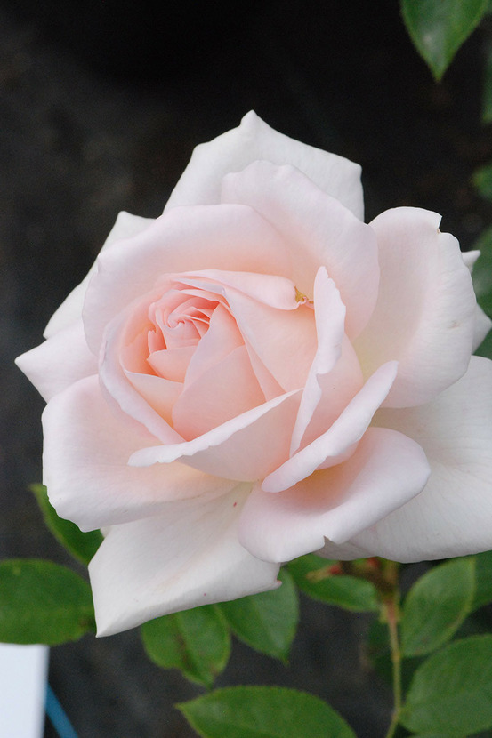 Rosier 'queen of sweden ?' - en pot de 5 litres