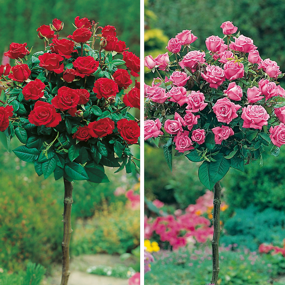 Offre spéciale rosiers tiges - 2 rosiers