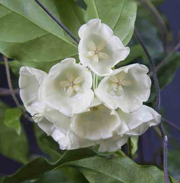 Hoya danumensis (fleur de porcelaine, fleur de cire)   blanc - taille pot de 2 litres - 20/40 cm