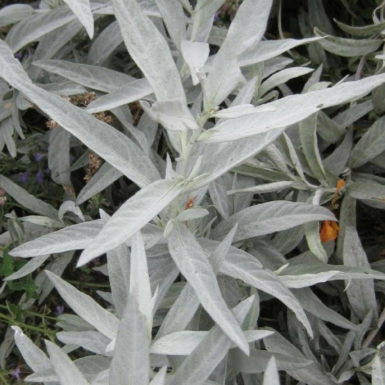 Armoise blanche lot de 3 godets