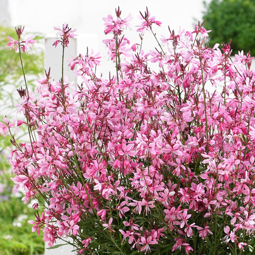 Gaura nain 'baby butterfly dark pink' godet de 8/9 cm