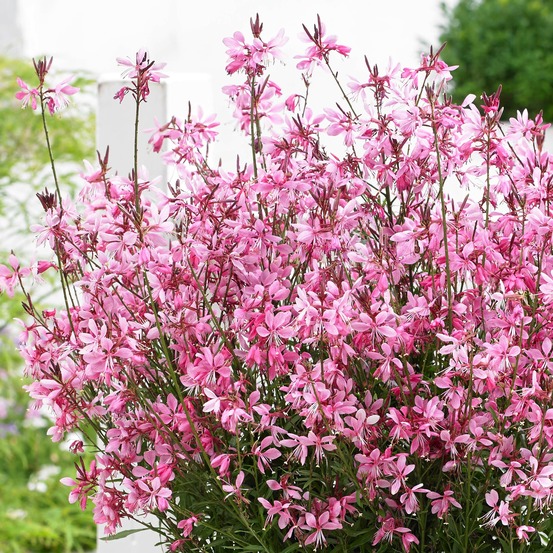 Gaura nain 'baby butterfly dark pink' godet de 8/9 cm