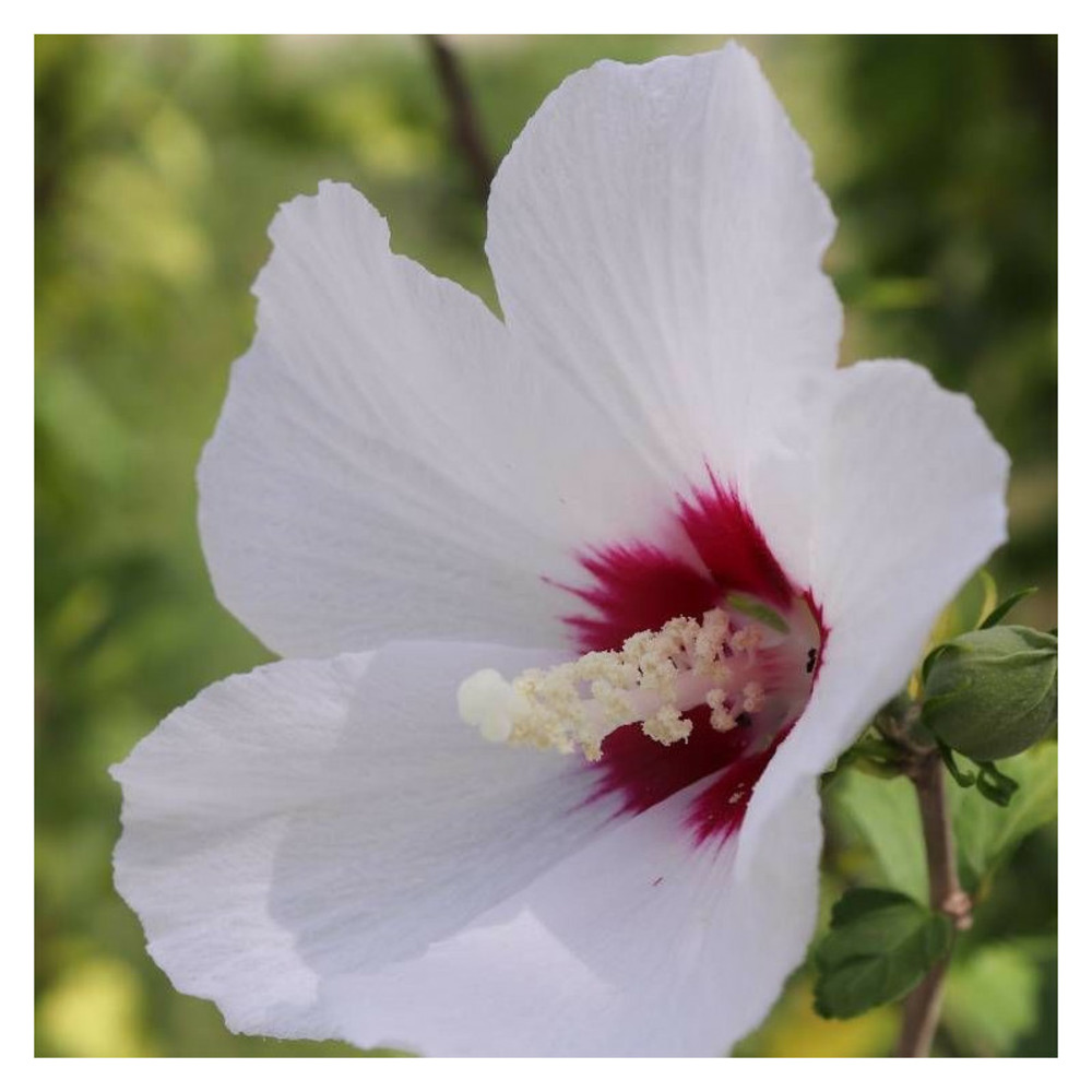 Hibiscus french point® 'minfren', althéa pot de 7,5l - 60/80 cm