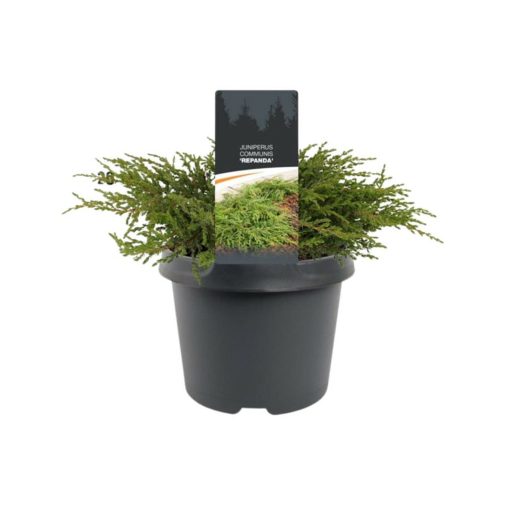 Genévrier commun repanda - juniperus communis repanda 30/40cm