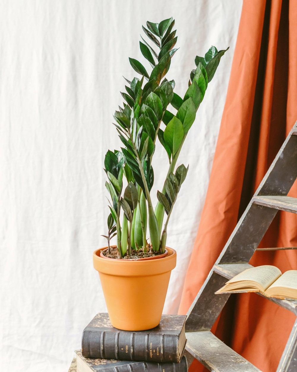 Zamioculcas zamiifolia 60cm - plante d'intérieur