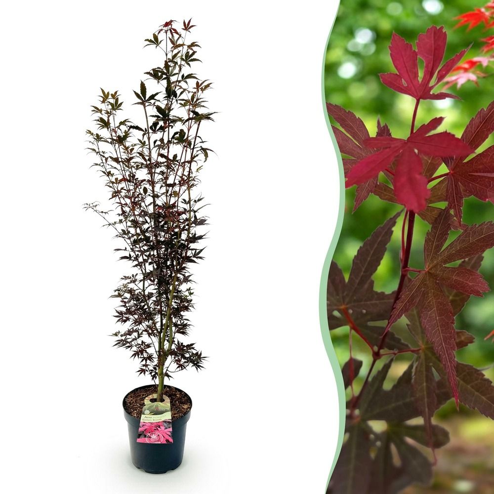 Érable du japon 'skeeter's broom' - pot 26 cm - hauteur 90 cm