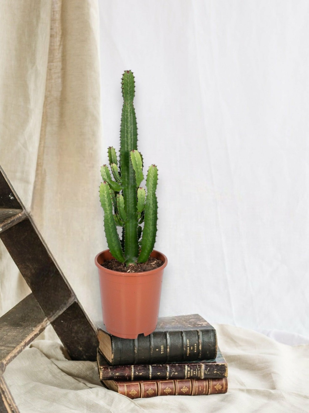 Euphorbe acrurensis 60cm - plante d'intérieur