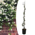 Trachelospermum jasminoides - xl jasmin etoile grimpant - fleurs blanc - pot 17cm - hauteur 110-120cm