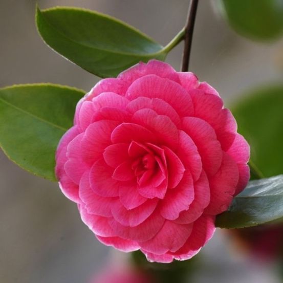 Camélia du japon 'madame lebois' (camellia japonica 'madame lebois')