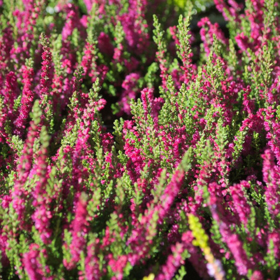 Bruyère d'été allegro pot de 3l - 20/40 cm