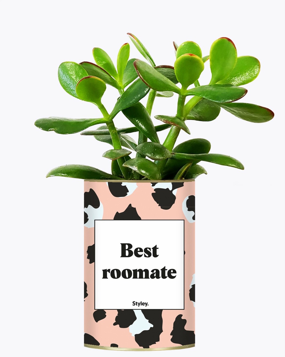 Idée cadeau - best roomate - cactus