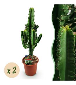 Euphorbia eritrea – lot de 2 – pot 17 cm – hauteur 60 cm