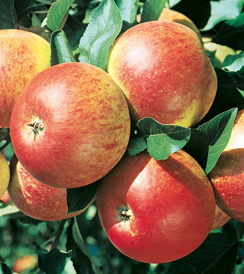 Pommier reine des reinettes - le scion
