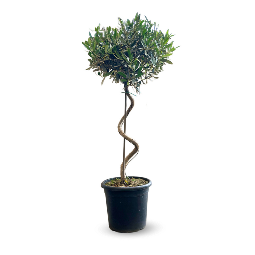 Olivier europaea tige torsadé - arbuste méditerranéen - ↕ 90-100 cm - ⌀ 24 cm - plante d'extérieur