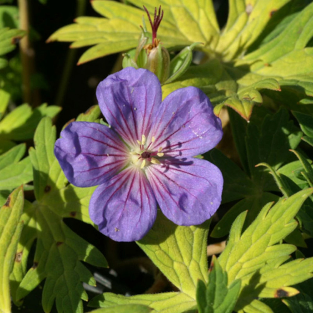 Géranium vivace blue sunrise lot de 9 godets