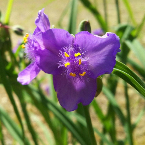 Éphémère de virginie valour lot de 3 godets