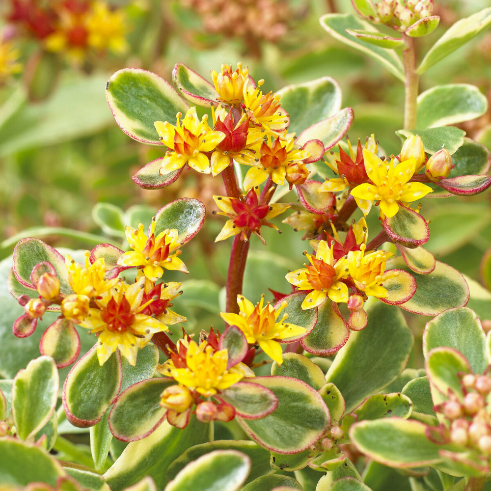 Sedum du kamtschaka panaché - le pot / ø 9cm, vendu par lot de 4