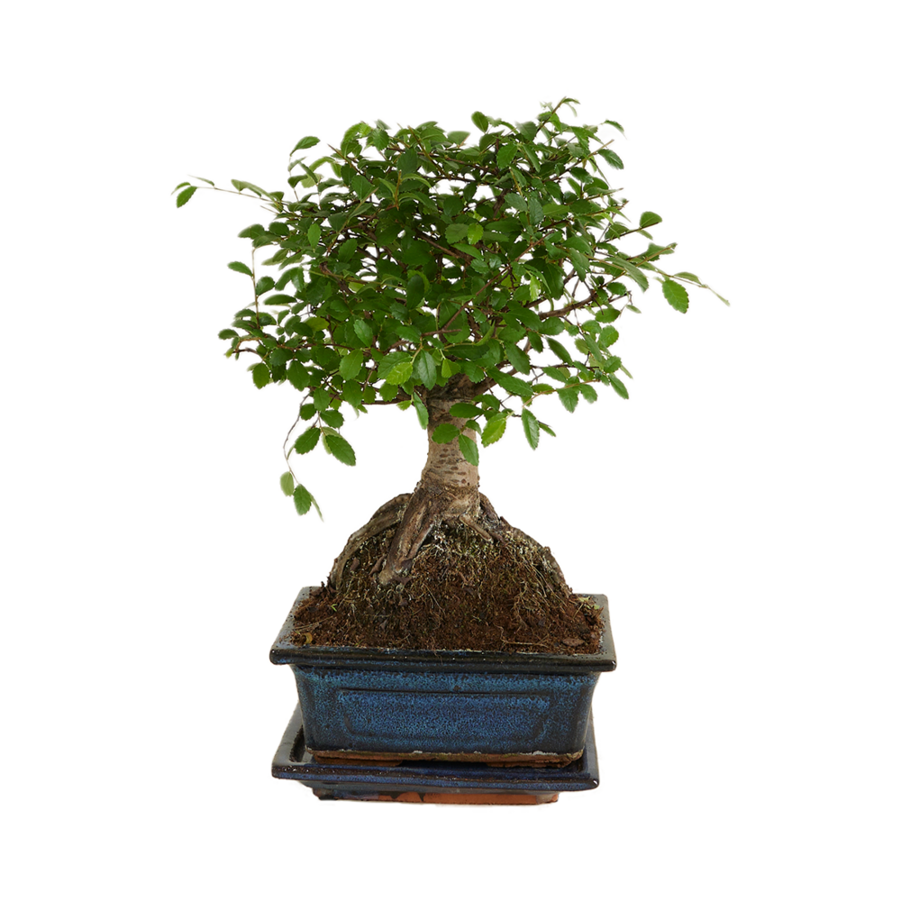 Bonsaï zelkova - forme sphère - bonsaï - plantes d'intérieur - hauteur 20-30 cm - 15 cm de large