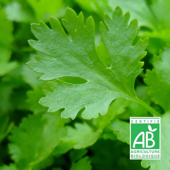 Graines de persil géant d'italie - sans traitement - vilmorin sachet