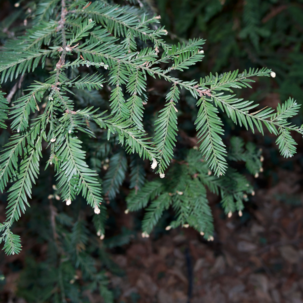 Séquoia à feuilles dif adpressa - sequoia sempervirens adpressa 25/35cm pot 2,5l