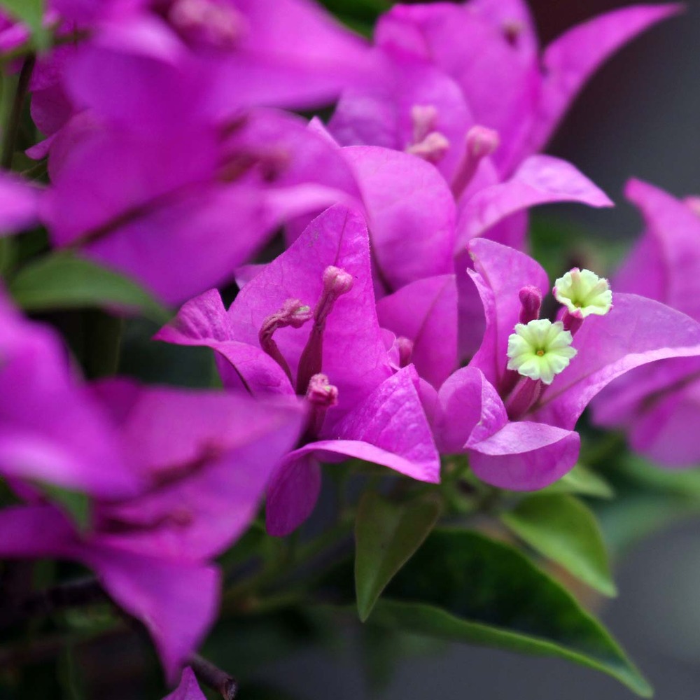 Bougainvillée 'violet de mèze' pot de 3l/4l