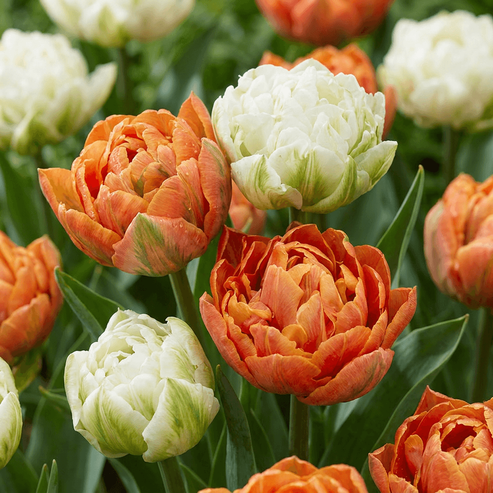 Tulipe 'candle light' (tulipa) - floraison printanière - calibre 11/12 - 96 bulbes