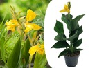 Canna 'cannova' - roseau fleuri - canna lily jaune- pot 17cm - hauteur 35-45cm