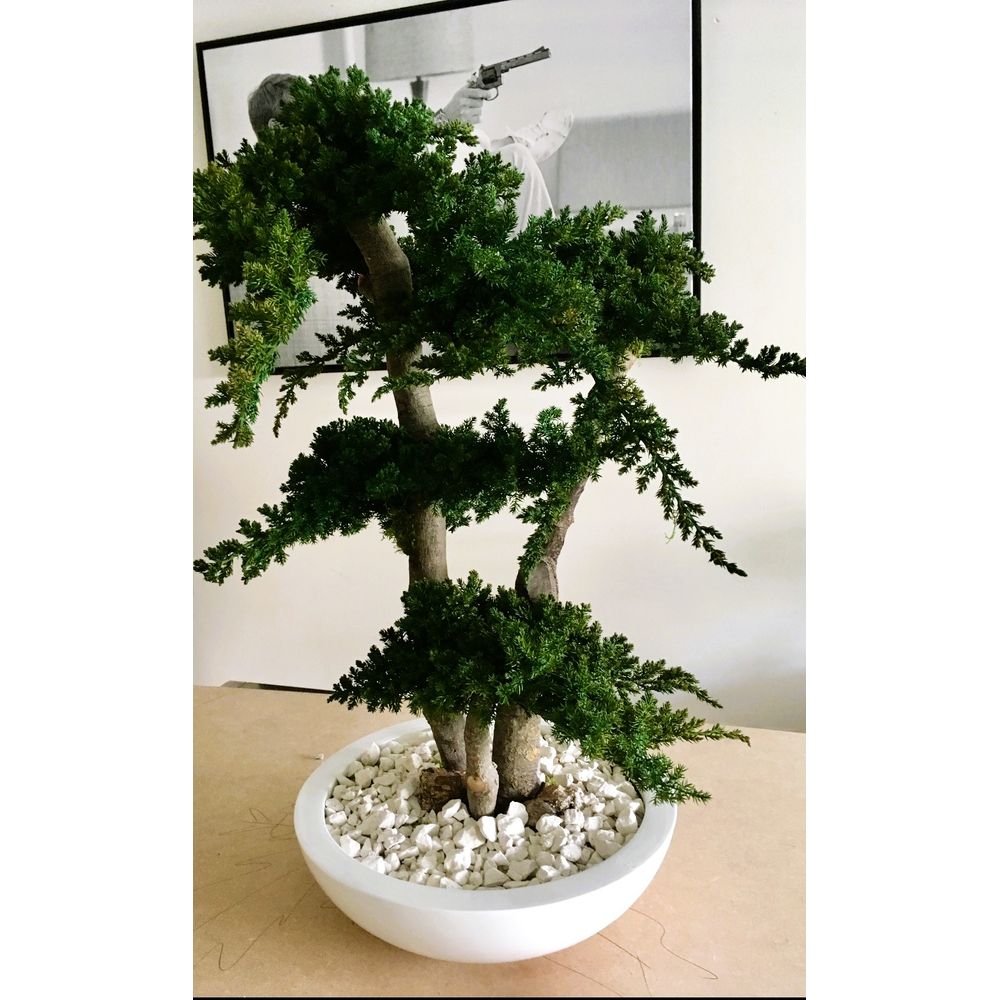 BonsaÃ¯ procumbens satbilisÃ© 70 cm