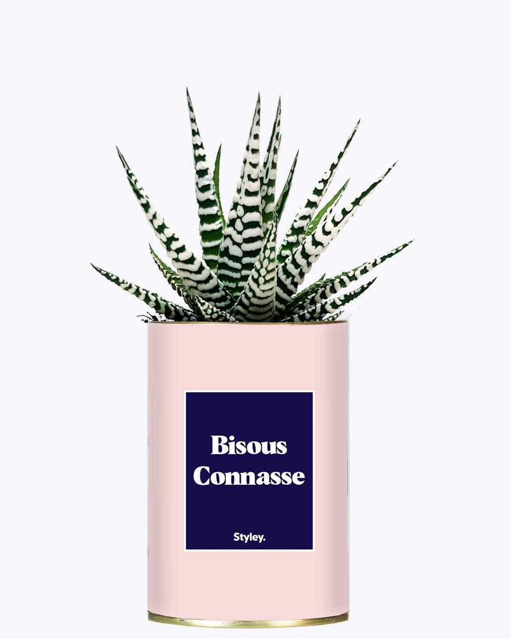 Idée cadeau - bisous connasse - cactus