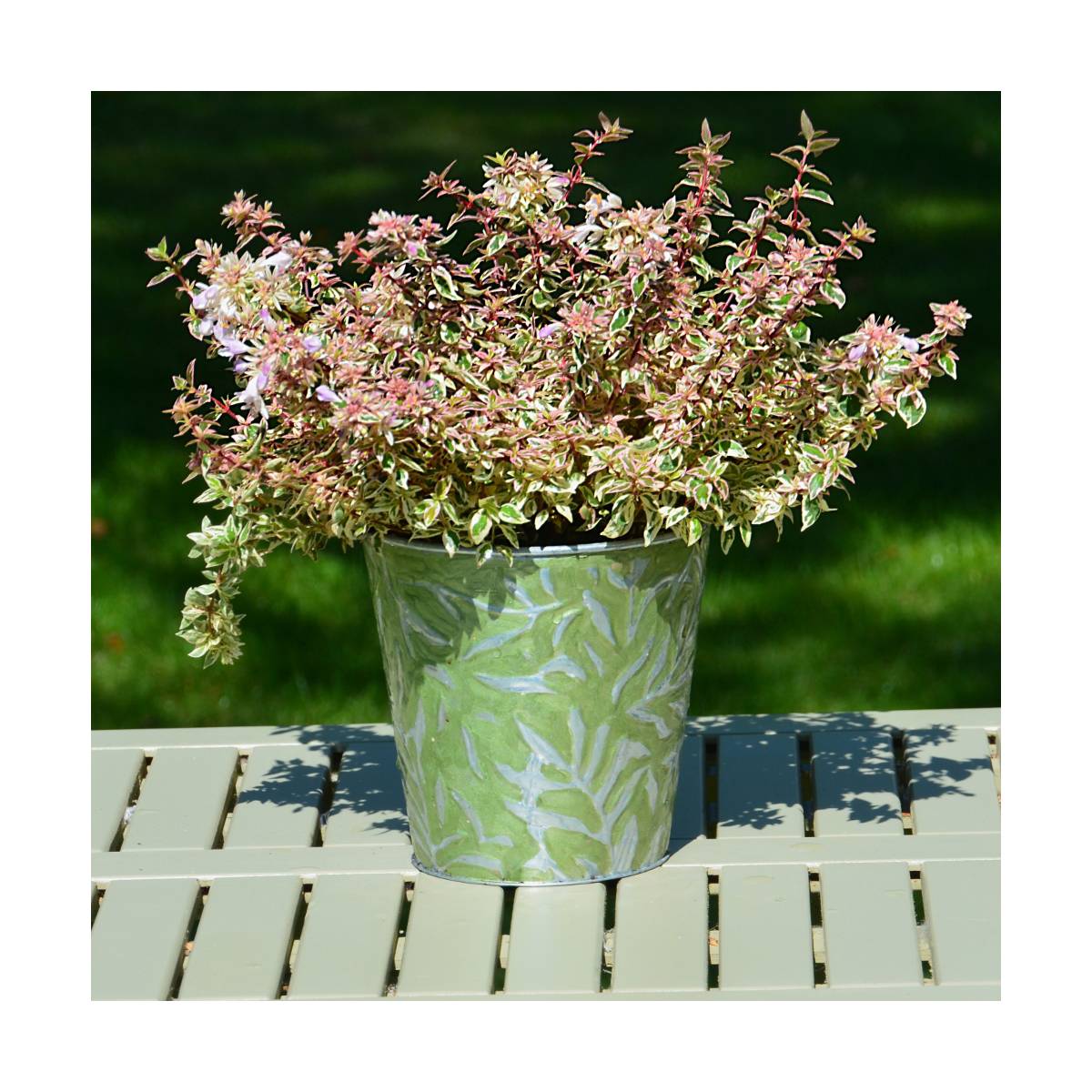 Abélie à grandes fleurs pink lady® 'keylad'/abelia grandiflora pink lady® 'keylad'[-]pot de 3l - 20/40 cm