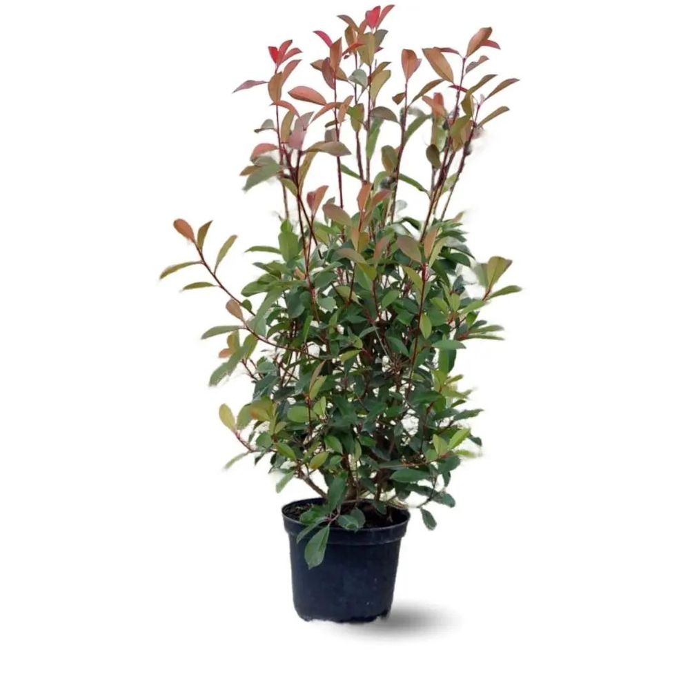 Photinia red robin - plantes de haies - ↕ 110-120 cm - ⌀ 24 cm - plante d'extérieur