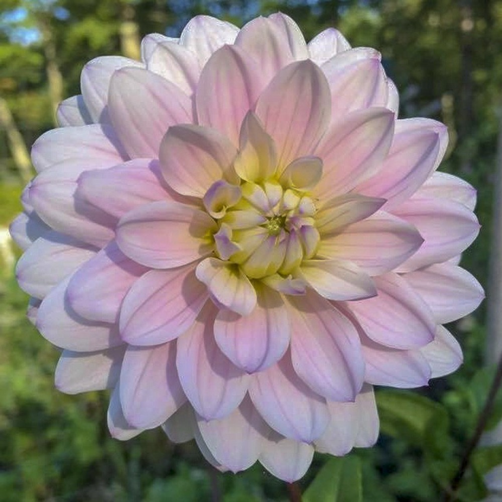 Dahlia camélia 'silver years' bulbe calibre i