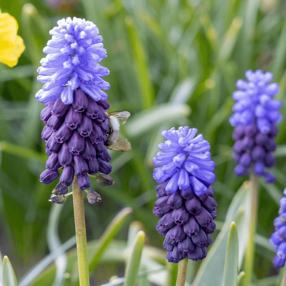 Muscari à larges feuilles (muscari) - calibre 5/6 - 100 bulbes