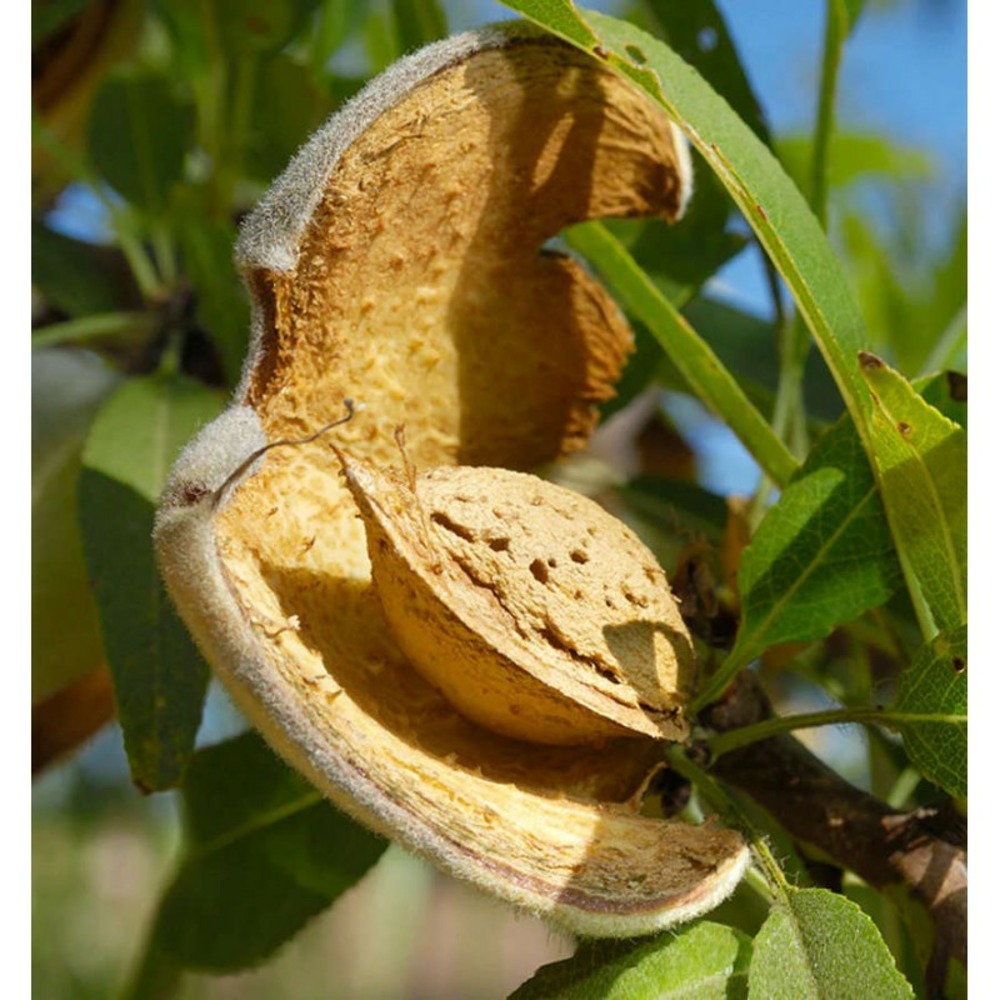 Prunus dulcis var. Marcona (amandier super productif, floraison tardive) pot de 9 litres -140/160 cm