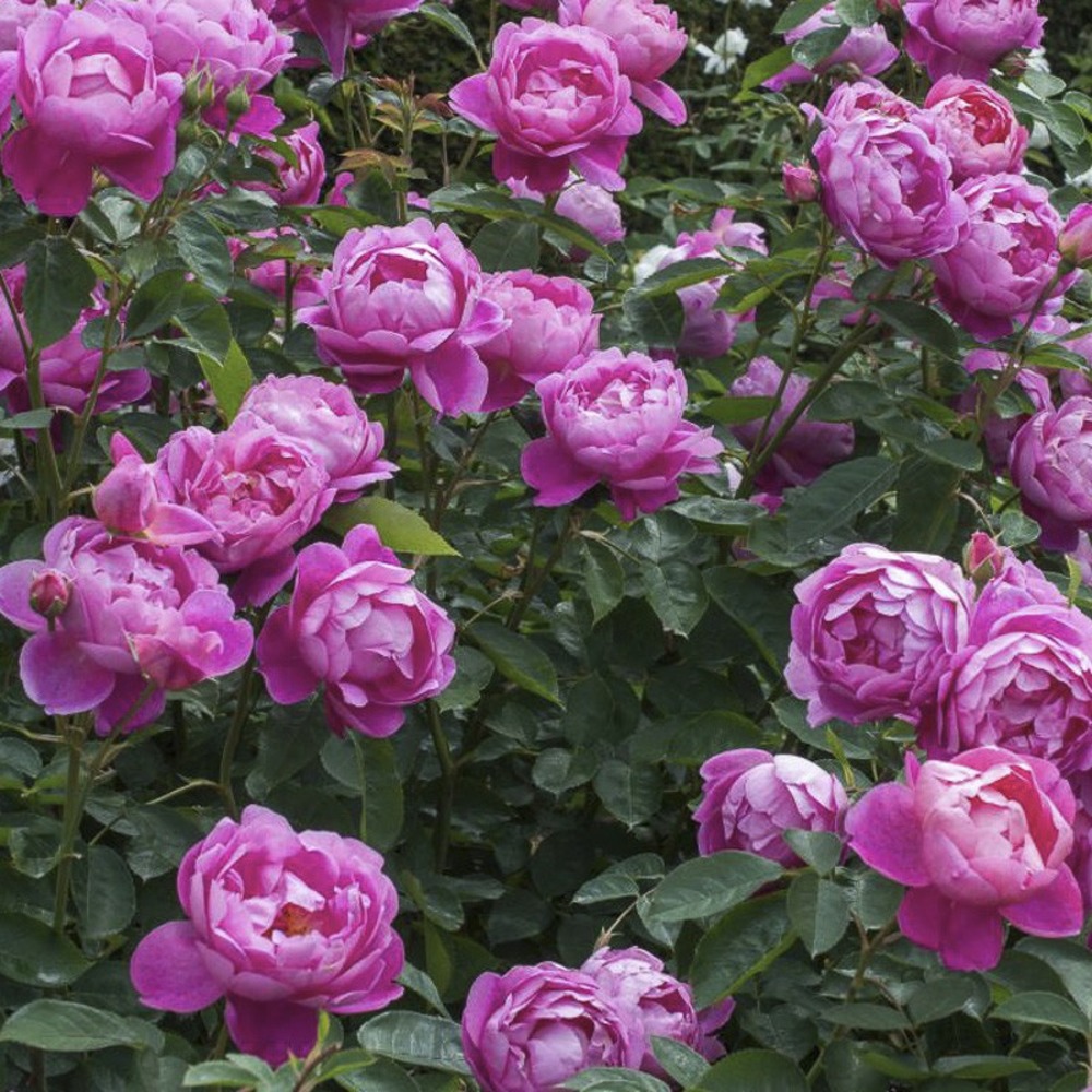 Rosier ancien alba 'royal jubilee' pot de 4l/5l