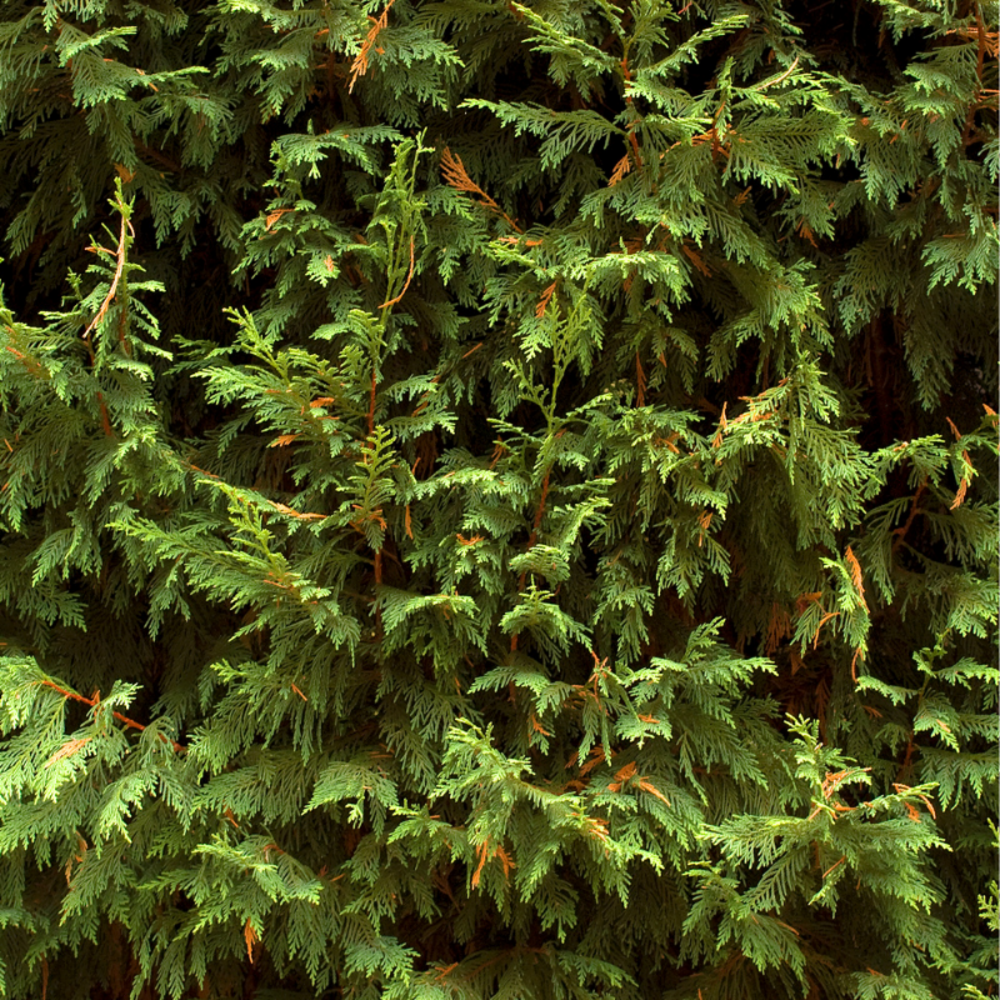 Cyprès de leyland - cupressocyparis leylandii 100cm en pot